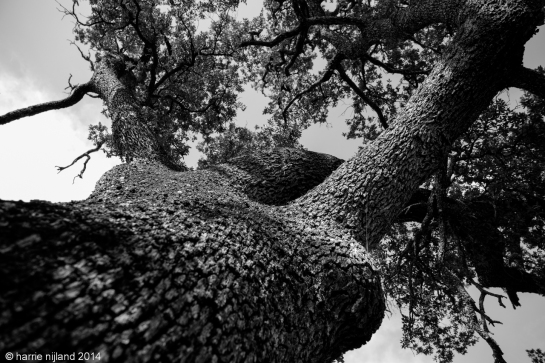 The Oak-Tree from Tercui prt2